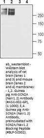 Guinea pig Anti-SCN2A (NaV1.2) Antibody