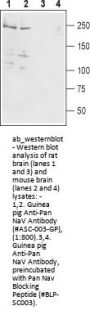 Guinea pig Anti-Pan NaV Antibody