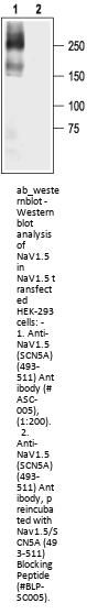 Anti-NaV1.5
