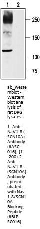 Anti-NaV1.8