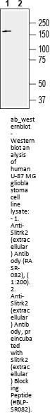 Anti-Slitrk2 (extracellular)