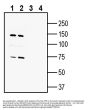 Anti-AXL (extracellular) Antibody