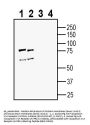 Guinea Pig Anti-Vasopressin V1A Receptor (AVPR1A) Antibody