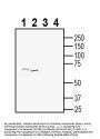 Guinea Pig Anti-Vasopressin V1A Receptor (AVPR1A) Antibody