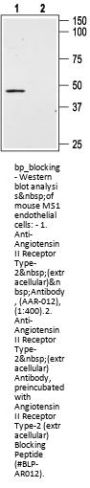 Angiotensin II Rec Type-2 (ext) Blocking Peptide