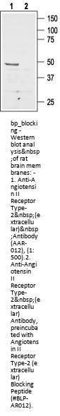Angiotensin II Rec Type-2 (ext) Blocking Peptide