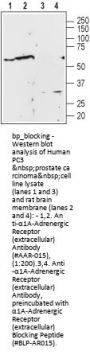 alpha1A-Adrenergic Rec (ext) Blocking Peptide