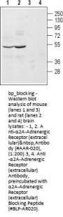 alpha2A-Adrenergic Rec (ext) Blocking Peptide