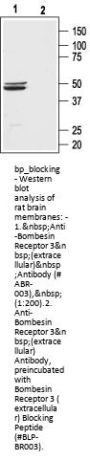 Bombesin Rece 3 (extracellular) Blocking Peptide