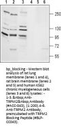 TRPM2 Blocking Peptide