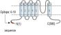 TRPML1/Mucolipin 1 Blocking Peptide