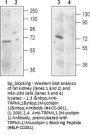 TRPML1/Mucolipin 1 Blocking Peptide