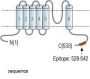 TRPML3/Mucolipin 3 Blocking Peptide