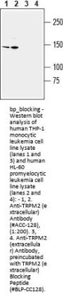 TRPM2 (extracellular) Blocking Peptide