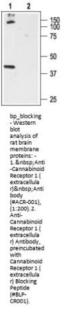 Cannabinoid Receptor 1 (ext) Blocking Peptide
