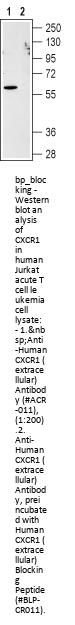 Human CXCR1 (extracellular) Blocking Peptide