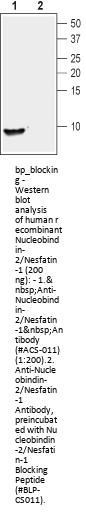 Nucleobindin-2/Nesfatin-1 Blocking Peptide