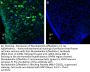 Nucleobindin-2/Nesfatin-1 Blocking Peptide