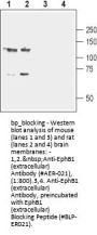 EphB1 (extracellular) Blocking Peptide