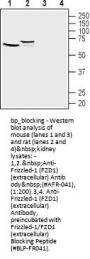 Frizzled-1/FZD1 (extracellular) Blocking Peptide