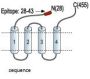 GABA(A) ?1 Receptor (ext) Blocking Peptide