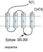 GABA(A) beta1 Receptor Blocking Peptide