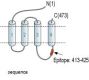 GABA(A) beta3 Receptor Blocking Peptide