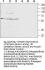 GABA(A) delta (ext) Receptor Blocking Peptide