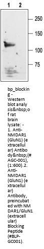 NMDAR1/GluN1 (extracellular) Blocking Peptide