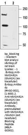 NMDAR2A/GluN2A (extracellular) Blocking Peptide