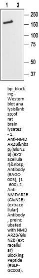 NMDAR2B/GluN2B (extracellular) Blocking Peptide