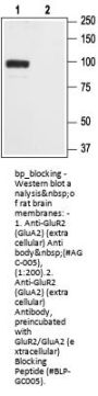 GluR2/GluA2 (extracellular) Blocking Peptide