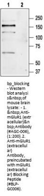 mGluR1 (extracellular) Blocking Peptide