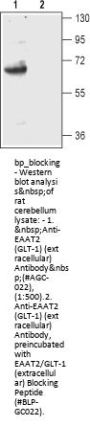 EAAT2/GLT-1 Blocking Peptide