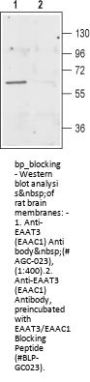 EAAT3/EAAC1 Blocking Peptide