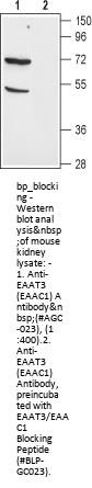 EAAT3/EAAC1 Blocking Peptide