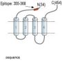 Glycine Receptor alpha4 Blocking Peptide