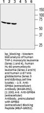 GPR84 Blocking Peptide
