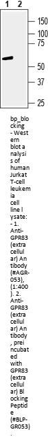 GPR83 Blocking Peptide