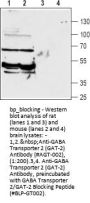 GABA Transporter 2/GAT-2 Blocking Peptide