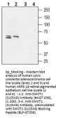 SMCT1 (SLC5A8) Blocking Peptide