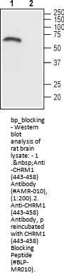 CHRM1 Blocking Peptide