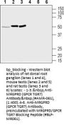 MRGPRD/GPCR TGR7 Blocking Peptide