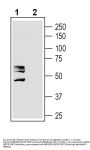 MRGPRD/GPCR TGR7 Blocking Peptide
