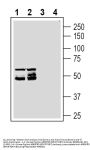 MRGPRD/GPCR TGR7 Blocking Peptide