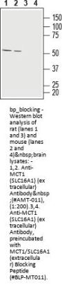 MCT1/SLC16A1 Blocking Peptide