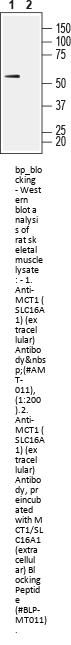 MCT1/SLC16A1 Blocking Peptide