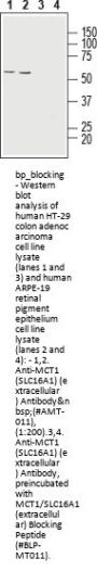 MCT1/SLC16A1 Blocking Peptide