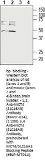 MCT4/SLC16A3 Blocking Peptide