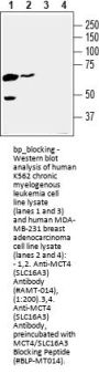 MCT4/SLC16A3 Blocking Peptide